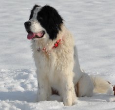 Balduin (Bamba)02