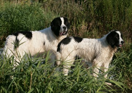 Bente & Arik