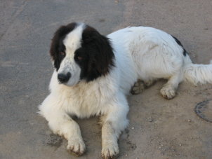 Betzi02