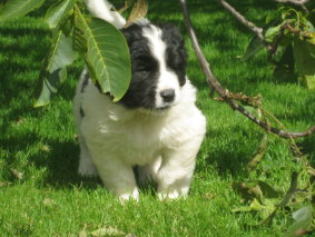 Welpen7