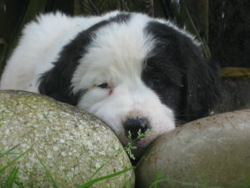 Welpen8