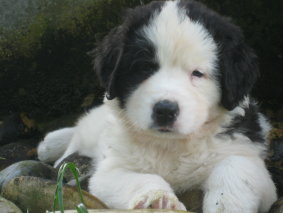 Welpen9