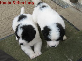 Bente und Betzi