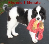 Florens
