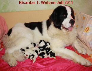 Ricardas 1. Wurf