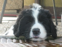 Welpen11