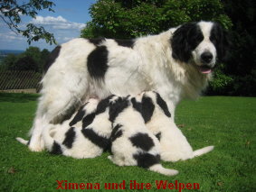 Welpen4