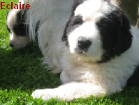 Welpen5